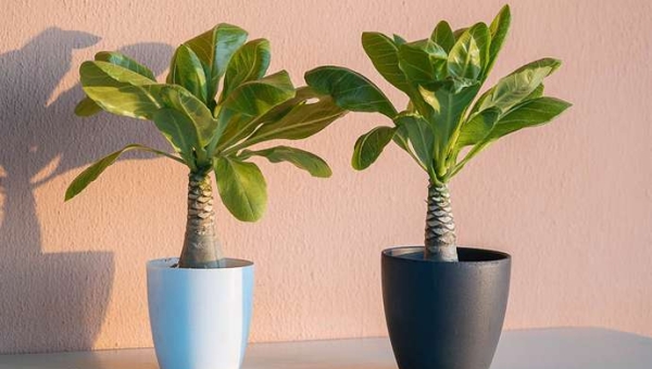 Μπριγκάμια: Ο φοίνικας της Χαβάης στο σπίτι