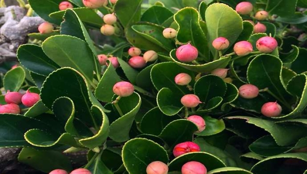 Ευώνυμο: Ο δίχρωμος θάμνος