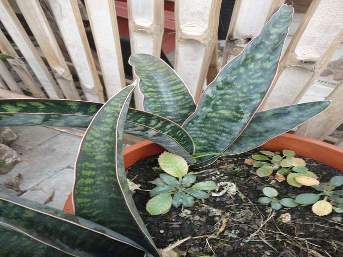 Σανσεβιέρια: Φροντίδα φυτού