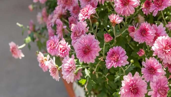 Χρυσάνθεμο