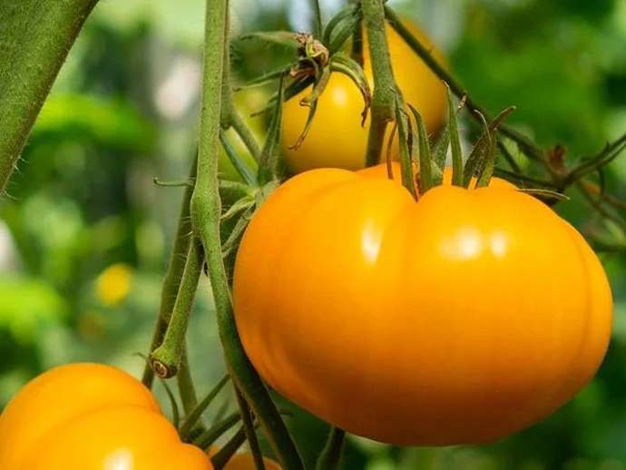 Πορτοκαλί ντομάτα: γεύση, υγεία και παράδοση