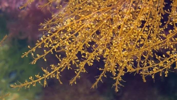 Φύκια: Μια πράσινη ώθηση στη γεύση ντομάτας και στην αντοχή