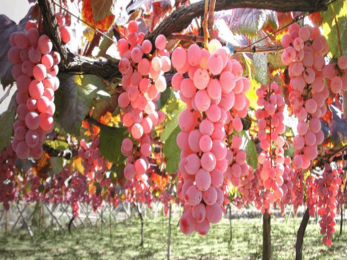 Koshu: Κι όμως τα ροζ σταφύλια είναι πραγματικότητα