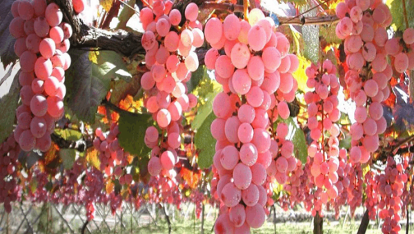 Koshu: Κι όμως τα ροζ σταφύλια είναι πραγματικότητα