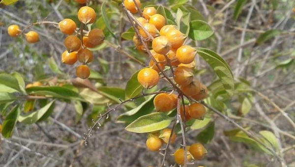 Δoυράντα, η Πλουμέρια