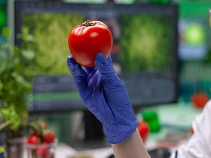 Οι επιστήμονες ανακάλυψαν πώς να μεταλλάξουν τα γονίδια της ντομάτας για να αποκτήσουν νέα φάρμακα και να βελτιώσουν την παραγωγή χωρίς να επηρεάσουν τα φυσικά χαρακτηριστικά