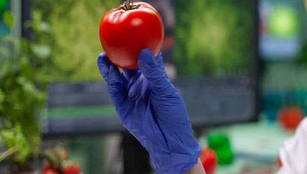 Οι επιστήμονες ανακάλυψαν πώς να μεταλλάξουν τα γονίδια της ντομάτας για να αποκτήσουν νέα φάρμακα και να βελτιώσουν την παραγωγή χωρίς να επηρεάσουν τα φυσικά χαρακτηριστικά