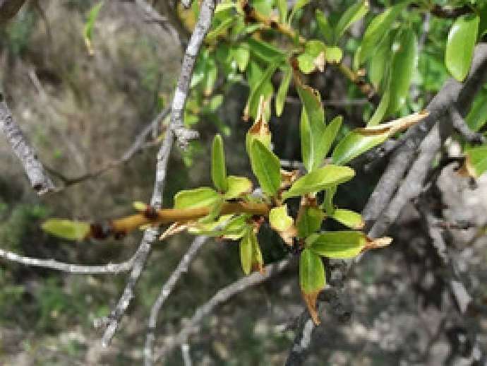 Νέα δεδομένα του Xylella fastidiosa σε ελιές και μύρτιλλα