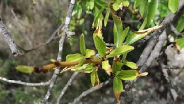 Νέα δεδομένα του Xylella fastidiosa σε ελιές και μύρτιλλα