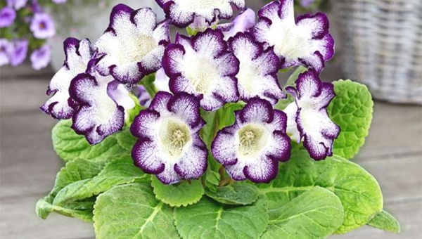 Γκλοξίνια: Φύτευση, Καλλιέργεια και Φροντίδα