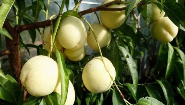 Παγωμένα ροδάκινα: Γεύση, υφή και μακρά διάρκεια ζωής