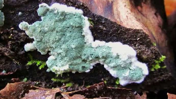 Η αξία των Trichoderma για τις καλλιέργειες