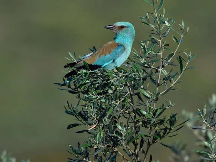 Σύμφωνα με το EBD-CSIC, η διαχείριση των ελαιώνων επηρεάζει άμεσα την ποικιλομορφία των πτηνών