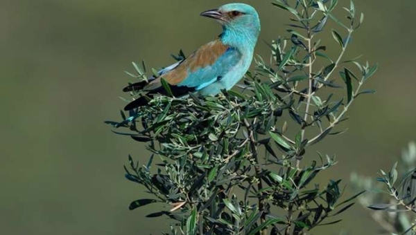 Σύμφωνα με το EBD-CSIC, η διαχείριση των ελαιώνων επηρεάζει άμεσα την ποικιλομορφία των πτηνών