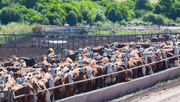 Αποτύπωμα άνθρακα στις αγροτοβιομηχανικές αλυσίδες