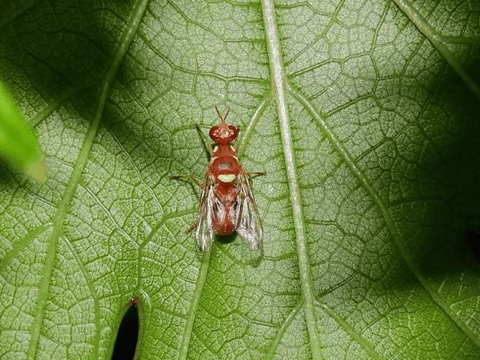 Μύγες φρούτων: τι είναι το Dacus ciliatus;