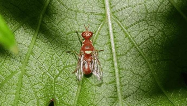 Μύγες φρούτων: τι είναι το Dacus ciliatus;