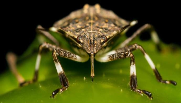 Ασιατική βρωμούσα: νέες στρατηγικές άμυνας