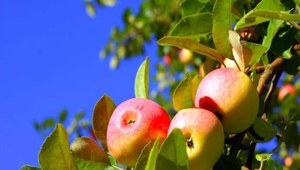 Βιοδιεγέρτες στην καλλιέργεια μήλων: μερικές μελέτες περιπτώσεων