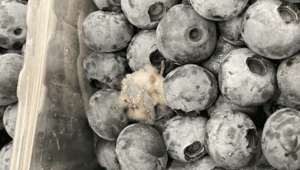 Βοτρύτης σε μύρτιλλα: μια λύση από την Ανταρκτική