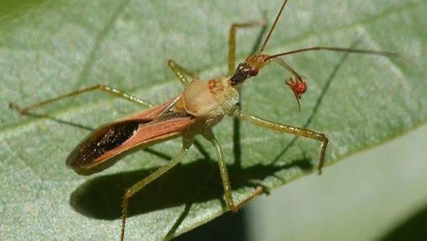 Δολοφόνος: χρήσιμος θηρευτής ή κρυφός κίνδυνος;