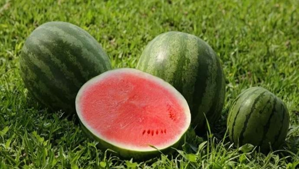 Τα καρπούζια χωρίς κουκούτσια γνωρίζουν άνθηση από τον αγρό στον τομέα του λιανικού εμπορίου