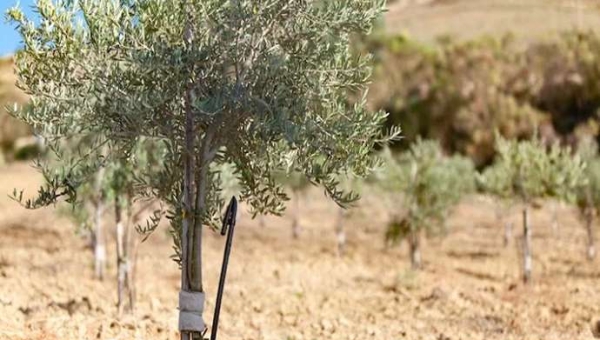 Υπόγεια άρδευση σε ελαιώνες: μια αποτελεσματική επιλογή