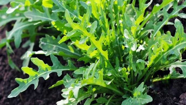 Καλλιέργεια ρόκας: Από τη σπορά έως τη συγκομιδή