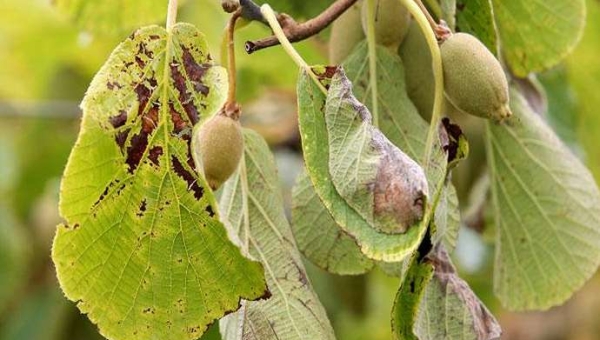 Βακτηριακό έλκος του ακτινιδίου: η μακρά σκιά του PSA
