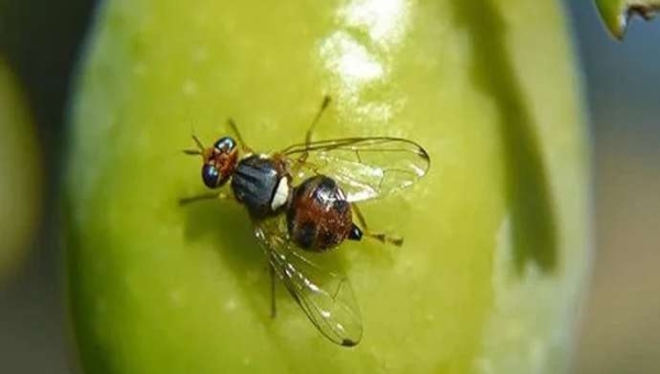 Ο «κολλητός» του δάκου