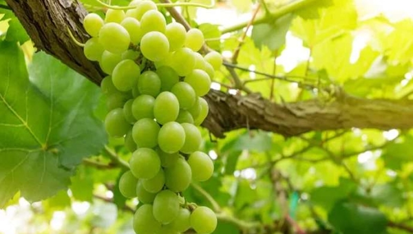 Πράσινα σταφύλια χωρίς κουκούτσια: μια παγκόσμια προτίμηση