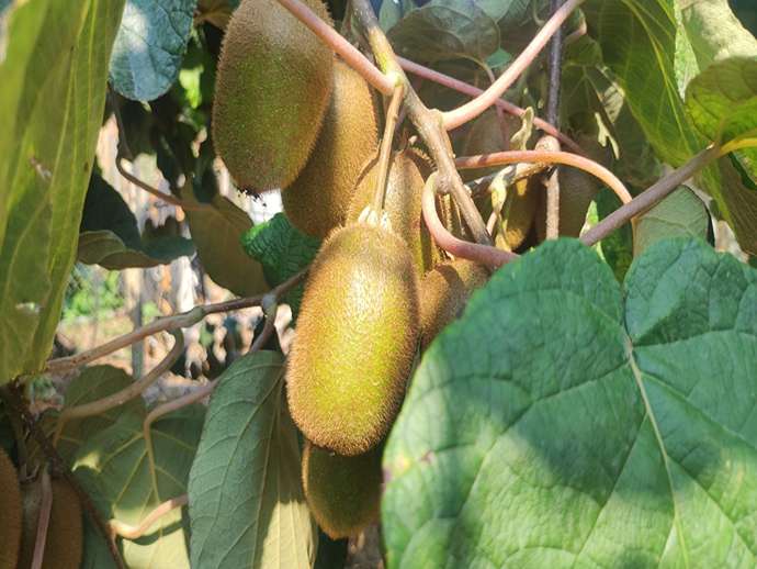 Απαιτήσεις και συστήματα άρδευσης στην καλλιέργεια ακτινιδίου