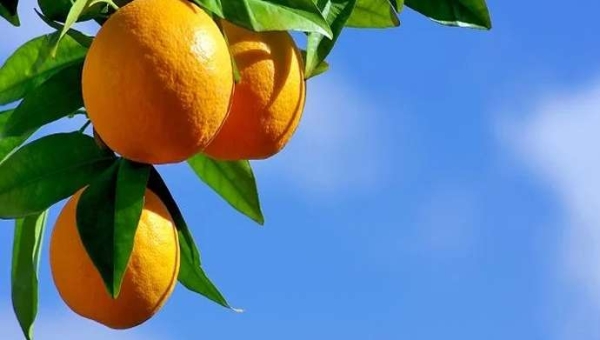 Πορτοκάλι Βαλένθια: ο βασιλιάς των εσπεριδοειδών που ωριμάζουν αργά
