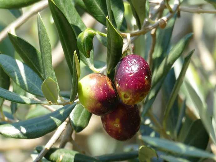 Η επίδραση του δάκου της ελιάς στη χημική και οργανοληπτική ποιότητα του λαδιού