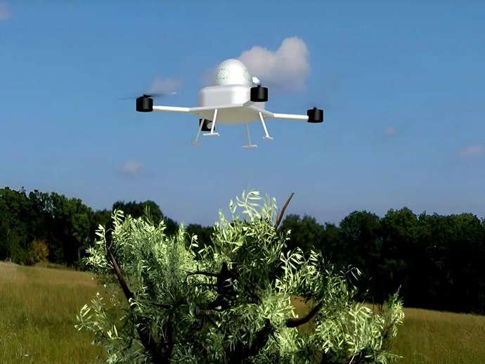 Drones και ρομπότ που συλλέγουν ελιές: μέλλον ή επιστημονική φαντασία;