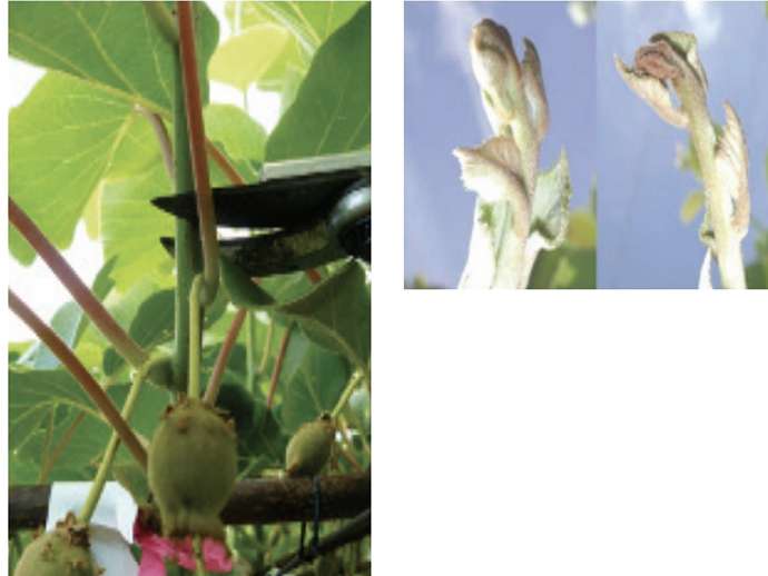 Κλάδεμα ακτινιδιάς