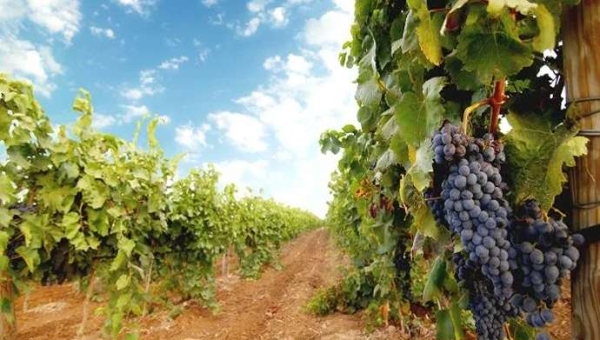 Καινοτομία στις ποικιλίες για το μέλλον της ευρωπαϊκής αμπελουργίας