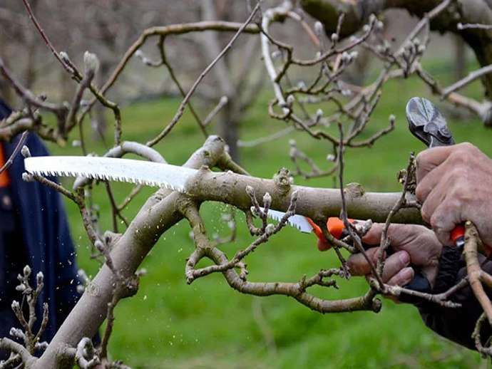 Κλάδεμα μηλιών: τεχνικές αρχές και ιδανικός χρόνος