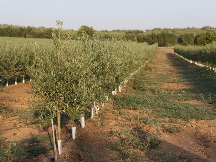 Xylella: Νέοι ανθεκτικοί γονότυποι καθ' οδόν