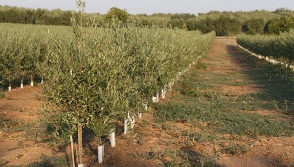 Xylella: Νέοι ανθεκτικοί γονότυποι καθ' οδόν