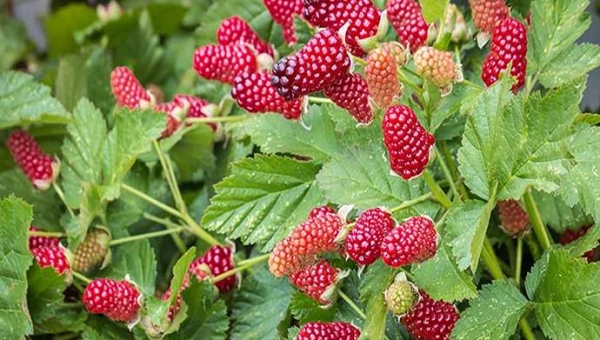 Loganberry: το υβριδικό φρούτο μεταξύ βατόμουρου και σμέουρου