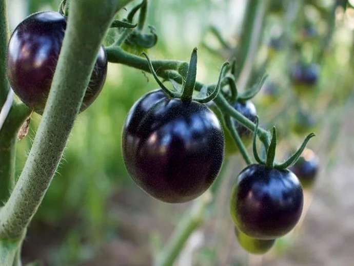 Μαύρες ντομάτες Sun: προέλευση, ιδιότητες και καλλιέργεια