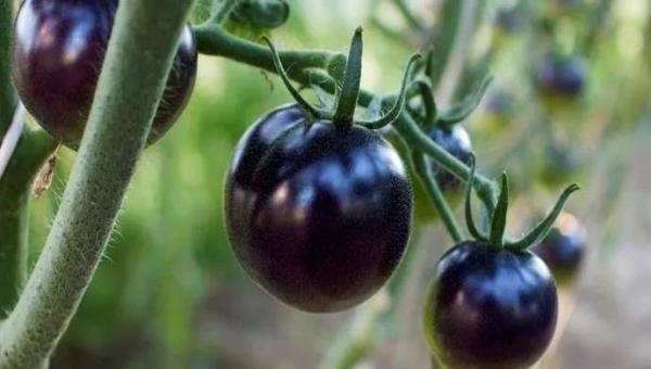 Μαύρες ντομάτες Sun: προέλευση, ιδιότητες και καλλιέργεια