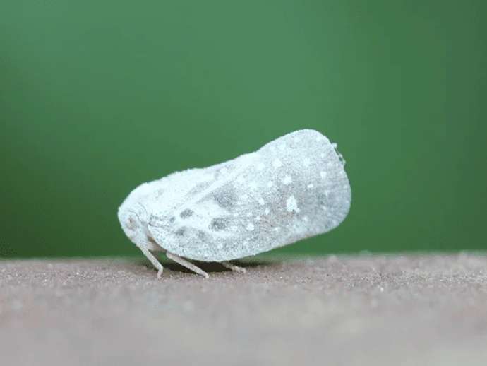 Metcalfa pruinosa: Στο επίκεντρο ο βιολογικός έλεγχος