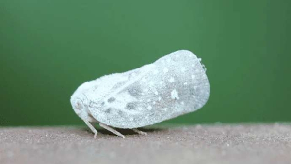 Metcalfa pruinosa: Στο επίκεντρο ο βιολογικός έλεγχος