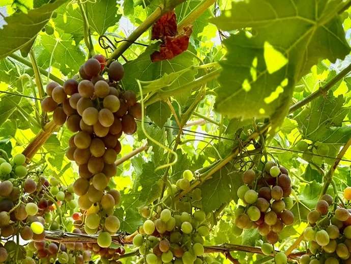 Ωρίμανση σταφυλιών και βιοδιεγέρτες: μια μελέτη