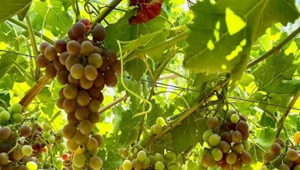 Ωρίμανση σταφυλιών και βιοδιεγέρτες: μια μελέτη