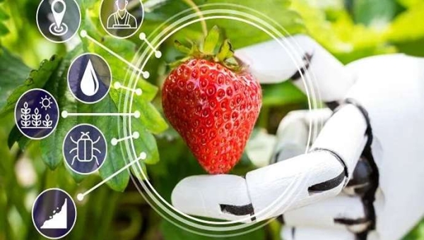 Ασθένεια της Φράουλας: Η Τεχνητή Νοημοσύνη Επιταχύνει τη Διάγνωση