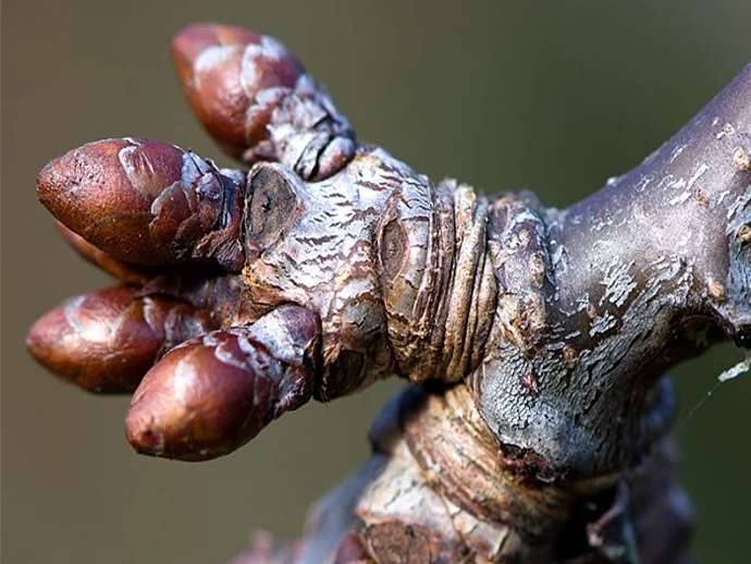 Κλάδεμα κερασιών: γιατί πρέπει να το αποφεύγετε τον χειμώνα