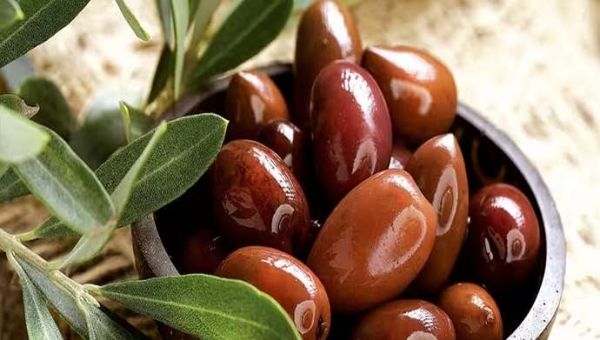 Χαρτογράφηση της κλιματικής καταλληλότητας για τους ελαιώνες στην Ελλάδα
